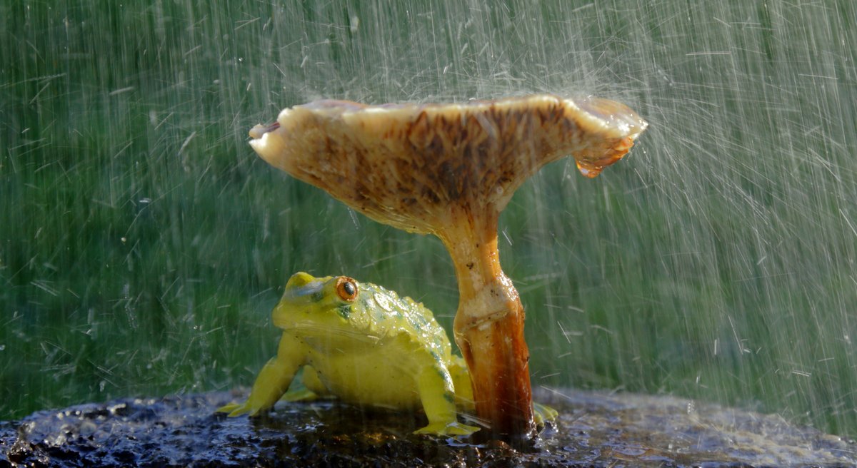 Frosch im Regen Frosch im Regen